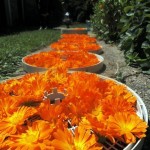 Sun-drying of Calendula Flowers
