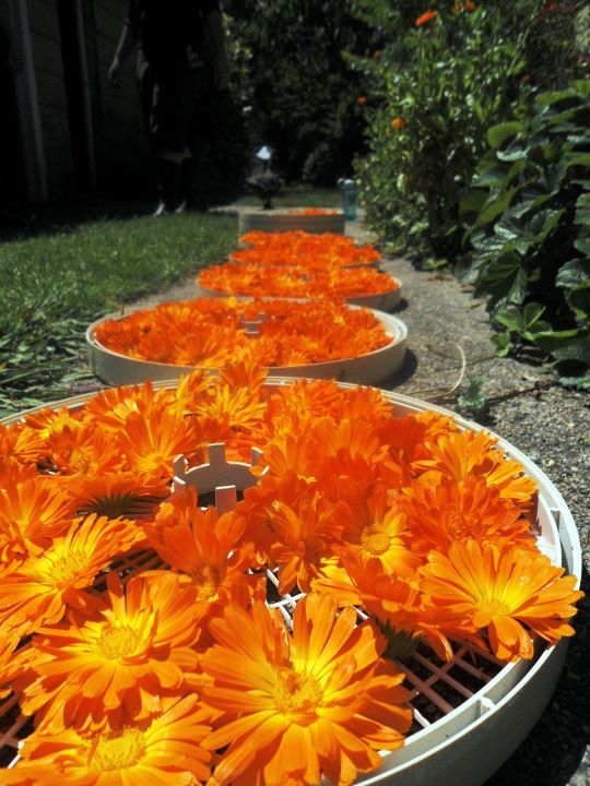 Sun-drying of Calendula Flowers