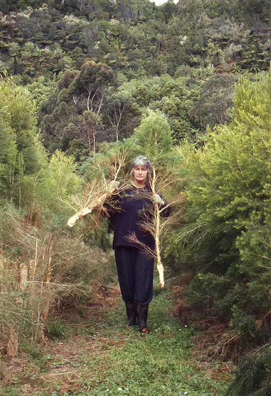 Margaret Harvesting Tea Tree Branches